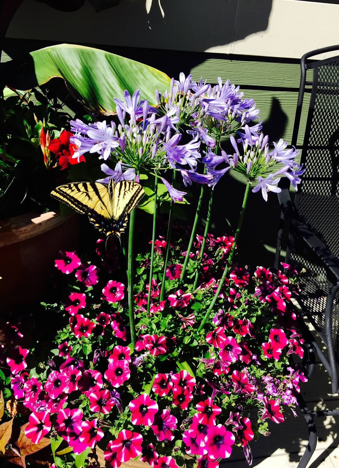 How Can I Attract Butterflies, Birds, and Bees to My Garden?