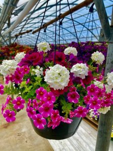 Hanging Basket