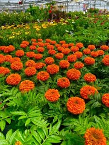 Marigold bench