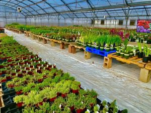 Perennial Greenhouse