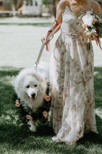 Dog Flower Collar