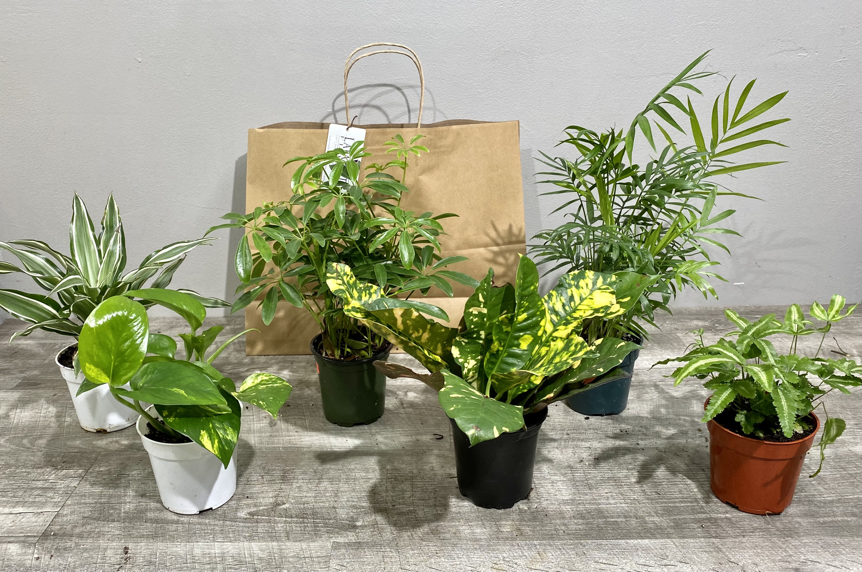 Six Pack of Indoor House Plants :: Lafayette Florist