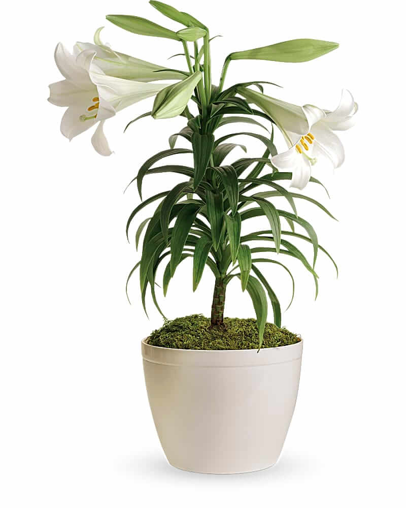 Easter Lilies Near Me