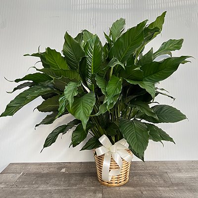 Simply Elegant Spathiphyllum - Large :: Lafayette Florist