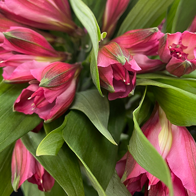 Red Alstroemeria :: Lafayette Florist