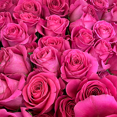 Hot Pink Roses