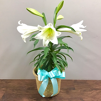 Easter Lily