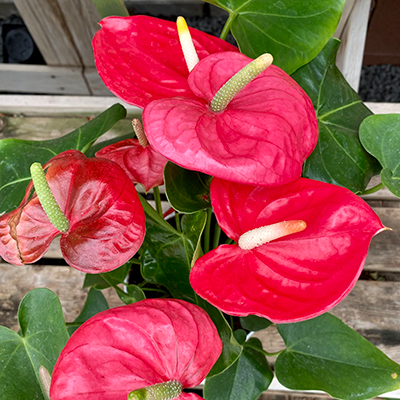 Anthurium Blooming Plant