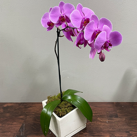 Lafayette Florist Orchid Plant