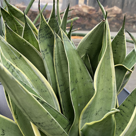 Air-Purifying Powerhouses