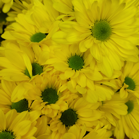 Yellow Daisy Pomps