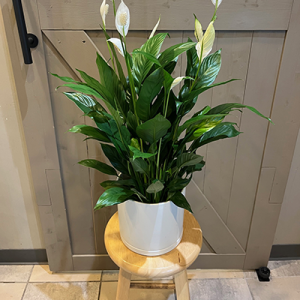 Small Peace Lily in Ceramic Pot 
