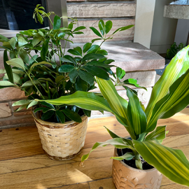Plant of the Day