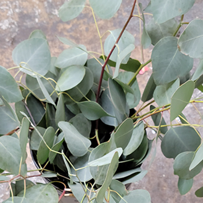 Silver Dollar Eucalyptus