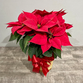 Standard 6 Inch Poinsettia