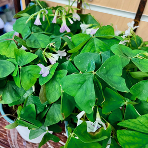 Lucky Shamrock Plant