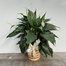 Simply Elegant Spathiphyllum (Peace Lily) -Small