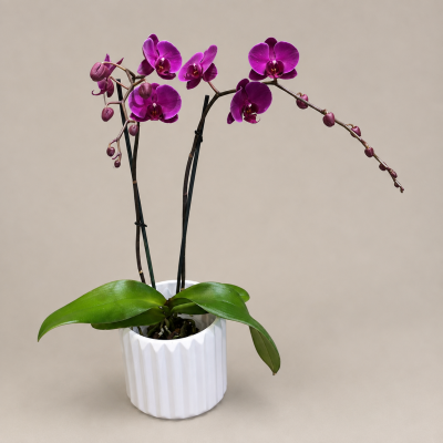 Lafayette Florist Double Stem Orchid Plant (Available in 4 Sizes)