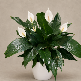 Premium Peace Lily in Ceramic Pot