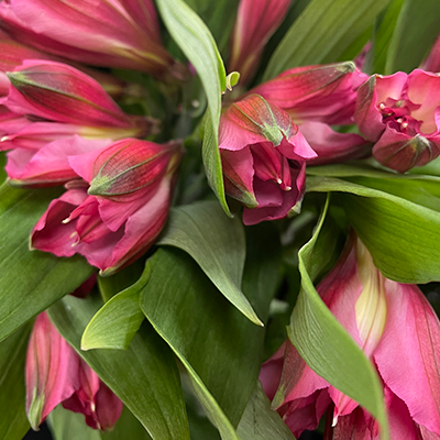 Red Alstroemeria