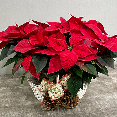 Double the Spirit Poinsettia