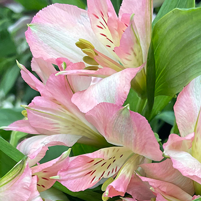 Light Pink Alstroemeria