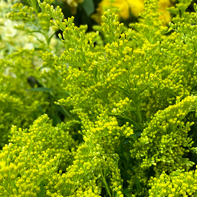 Golden Aster