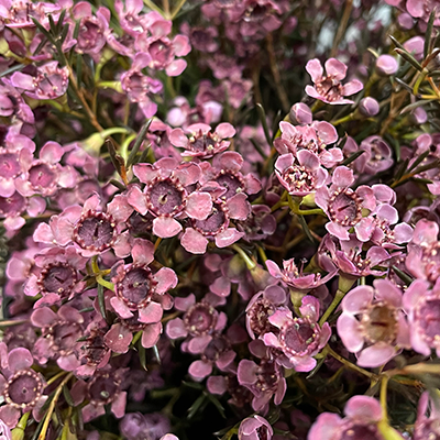 Waxflower