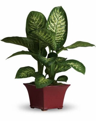 Delightful Dieffenbachia