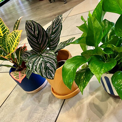 Standard Green Thumb Plant Subscription (Delivery) 