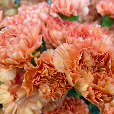 Orange Carnations