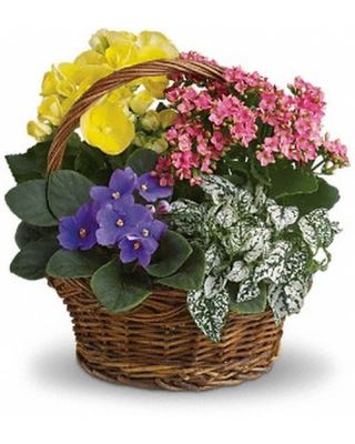 Spring Has Sprung Mixed Basket