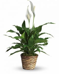 Simply Elegant Spathiphyllum (Peace Lily) - Small