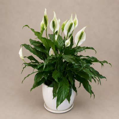 Small Peace Lily in Ceramic Pot 