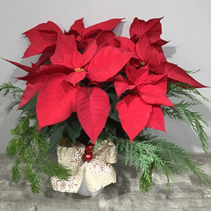 Festive Poinsettia