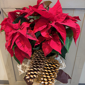 Signature Poinsettia