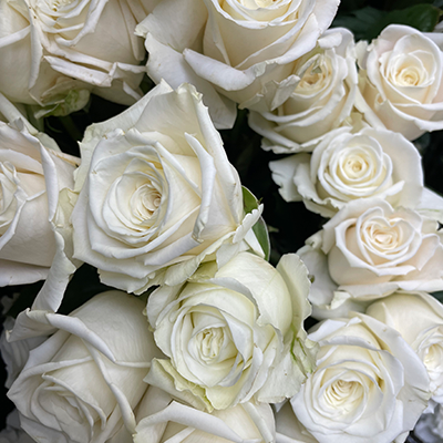 White Roses