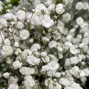 Baby's Breath Bundle