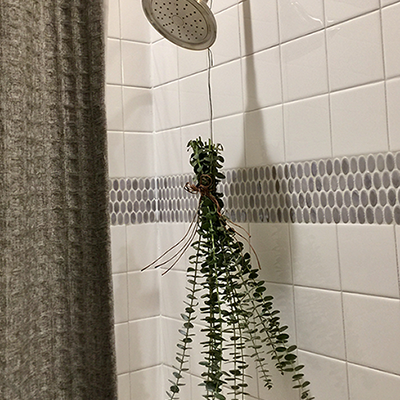 Shower Eucalyptus Bunch