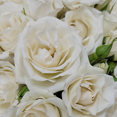 White Spray Roses