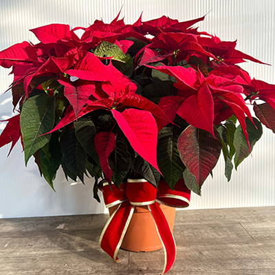 Premium 10 inch Poinsettia