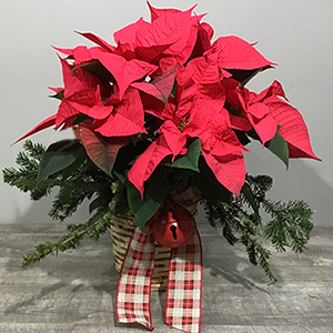 Standard 6 Inch Poinsettia