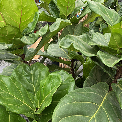 Fiddle Leaf Fig