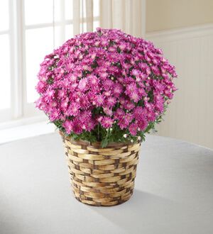 The Devotion Pink Mum