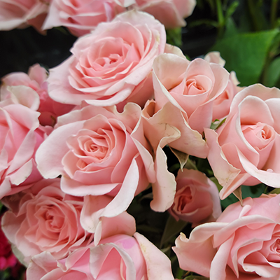 Blush Spray Roses