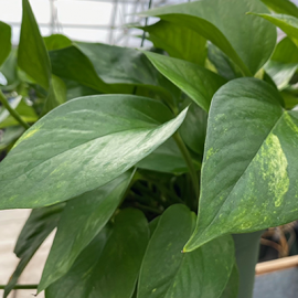 Low-Maintenance Favorite Green Plants