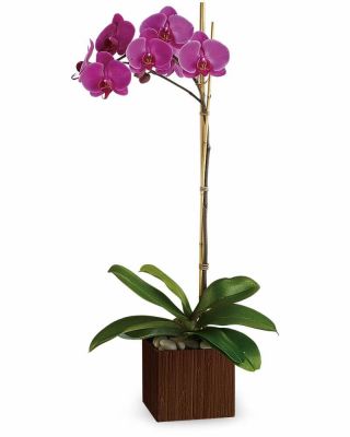 Sublime Orchid