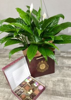 Stam's Chocolaterie & Lafayette Florist Plant Collaboration