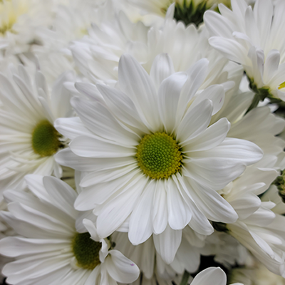 White Daisy Pomps