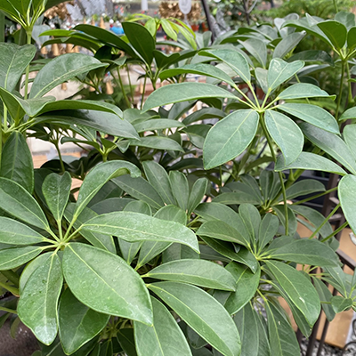 Schefflera Arboricola